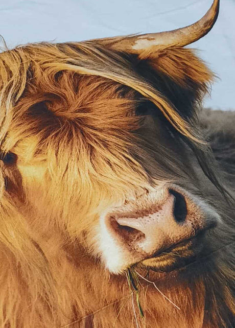 Animals - Nana's Weighted Blankets