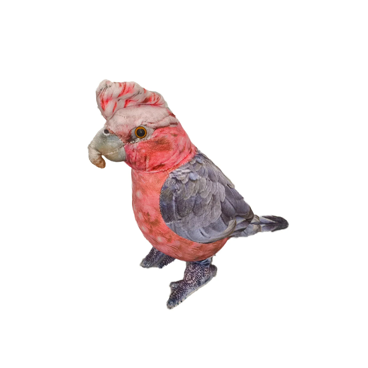 Dusty the Galah
