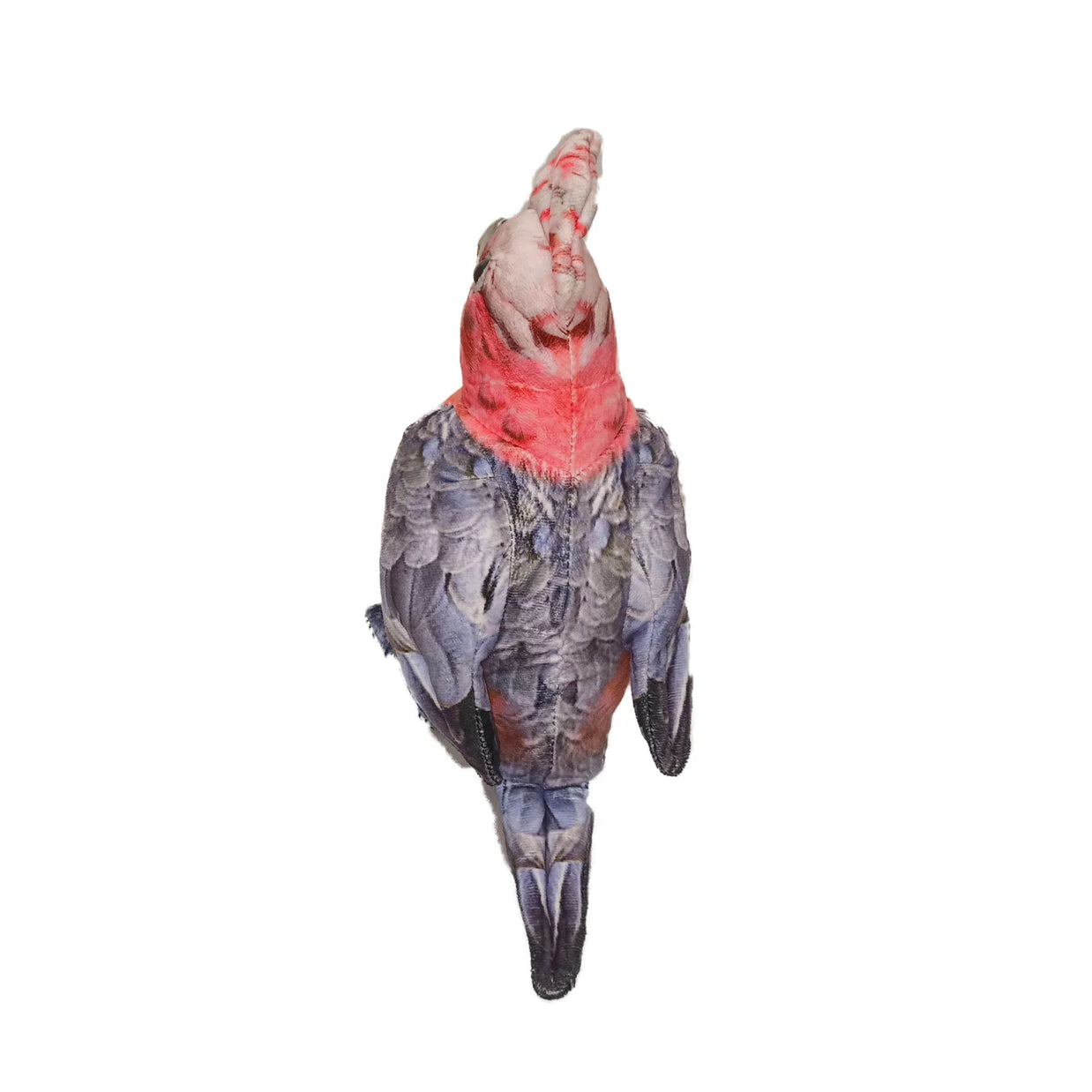 Dusty the Galah