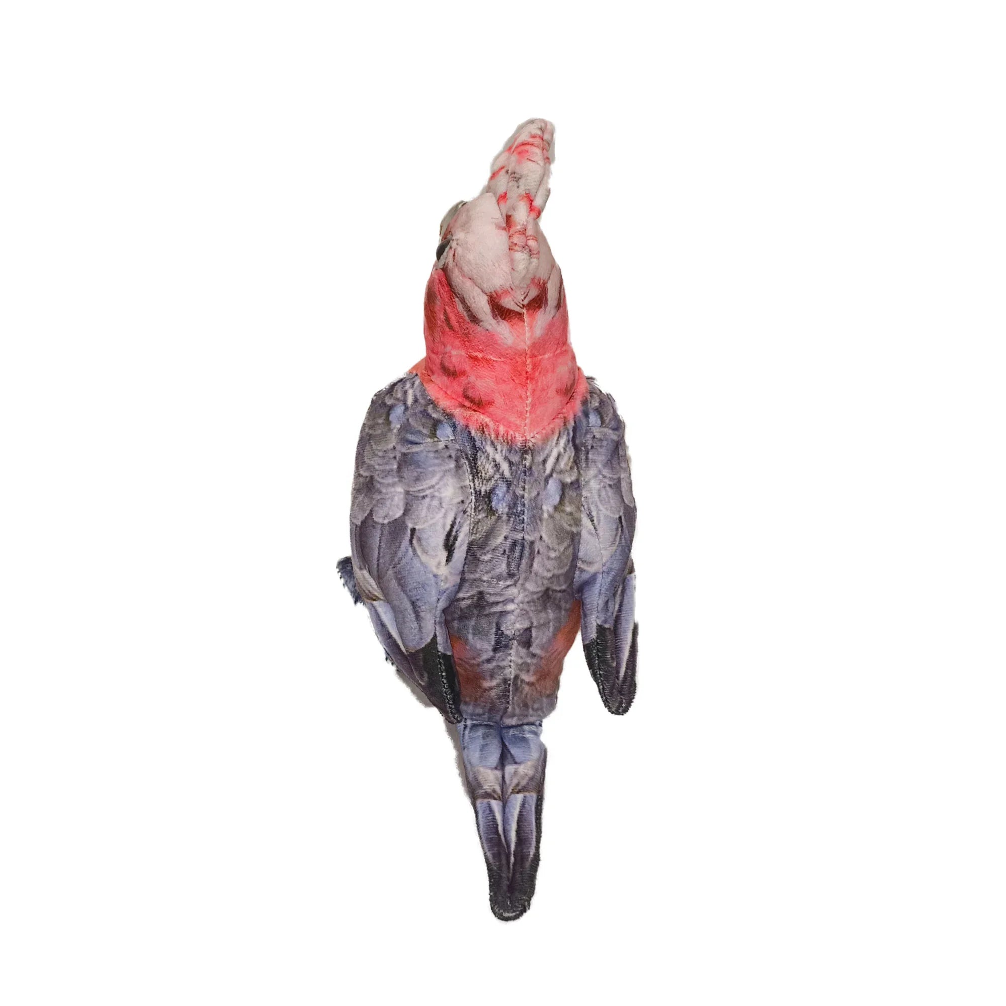 Dusty the Galah