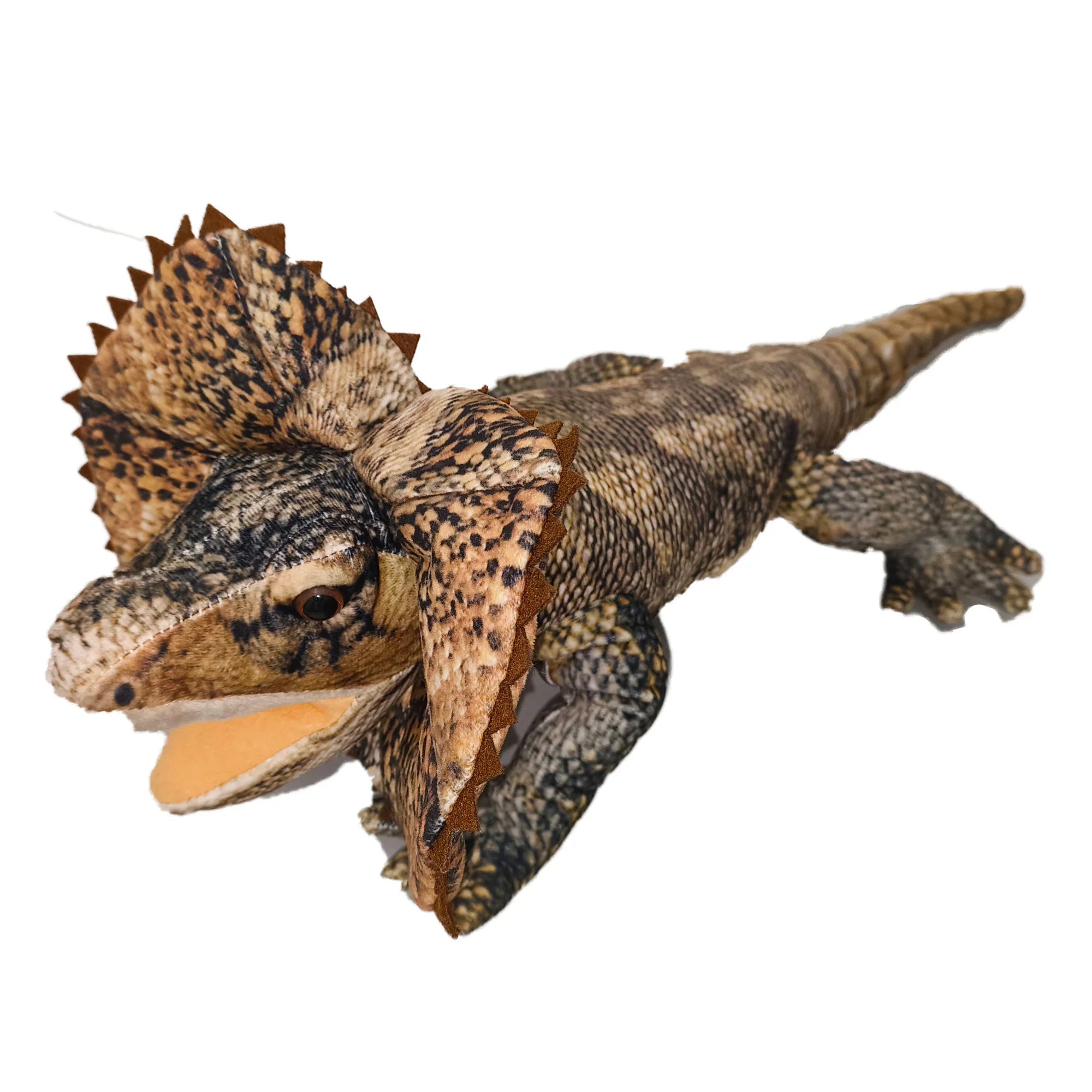 Freddy the Frill Neck Lizard