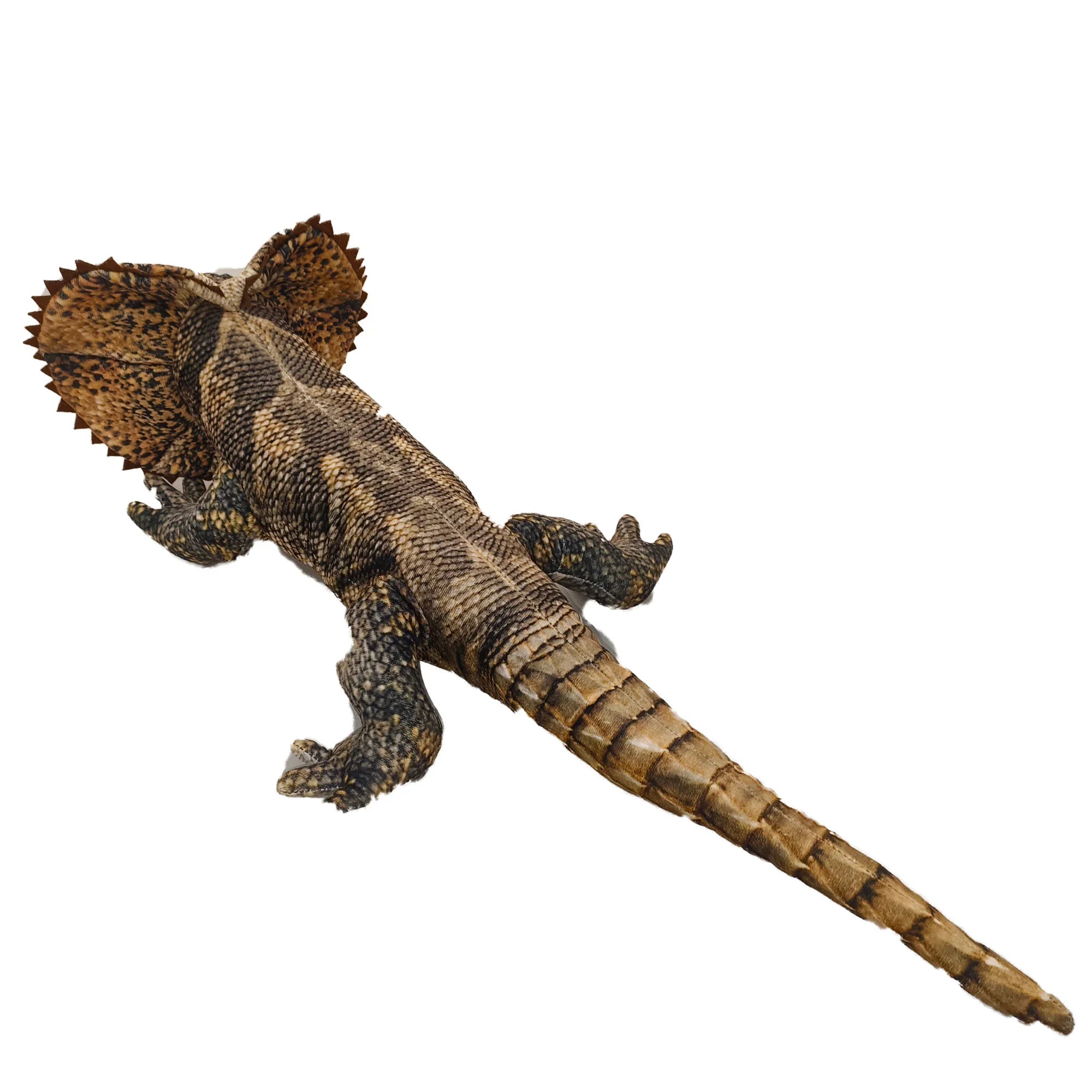 Freddy the Frill Neck Lizard