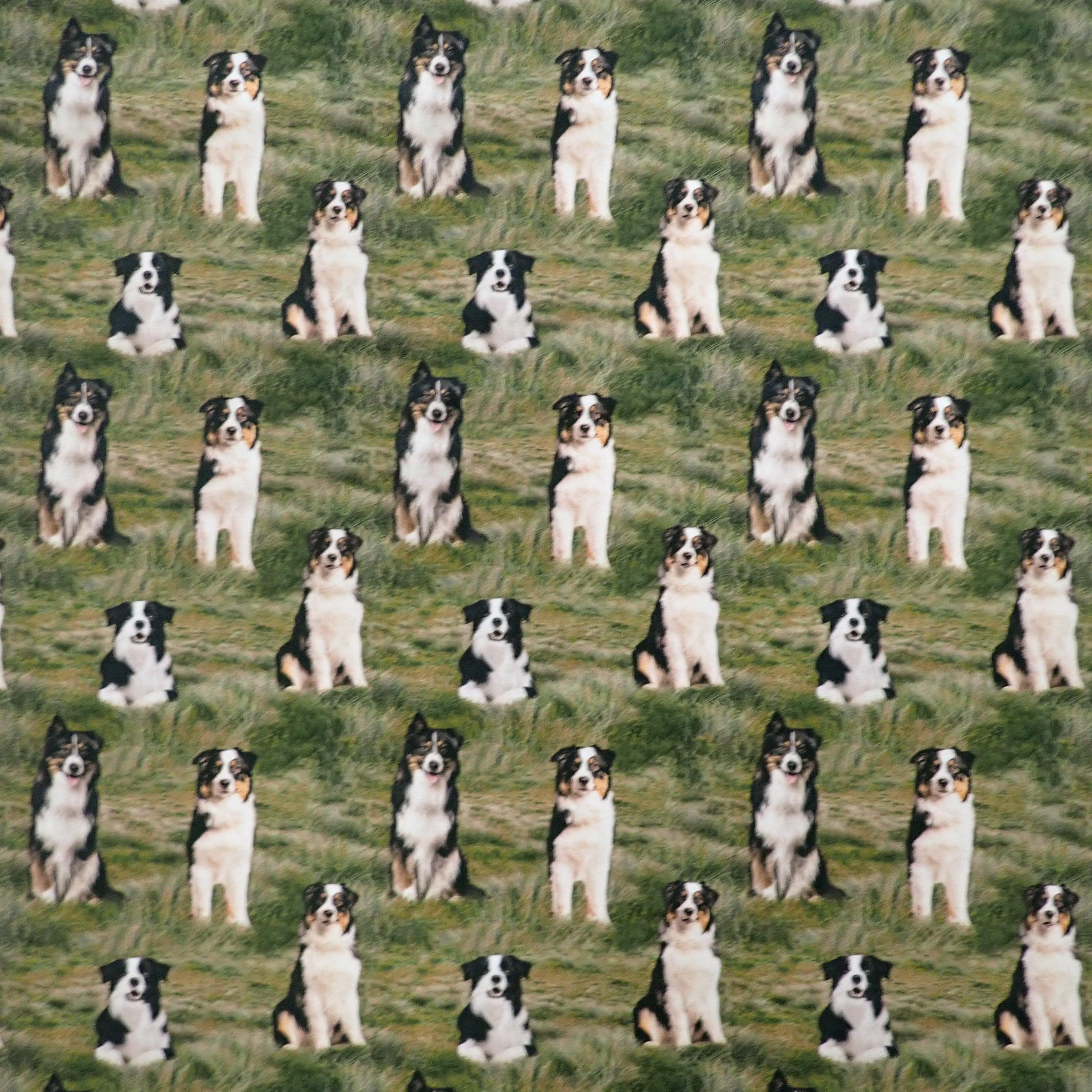 Border Collies - Nana's Weighted Blankets