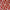 Polynesian - Hawaiian Tribal Print - Red - Nana's Weighted Blankets