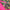 Premade Blanket Skin - Single Bed hot pink and rainbow spirals - Nana's Weighted Blankets