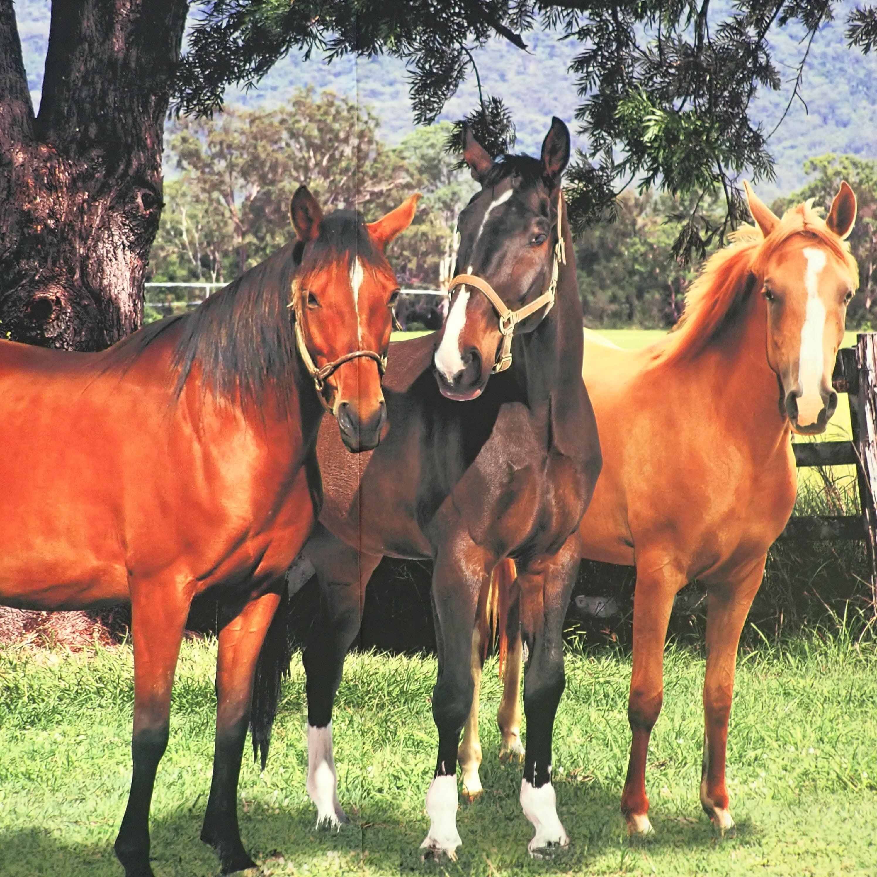 Trio of Horses - Nana's Weighted Blankets